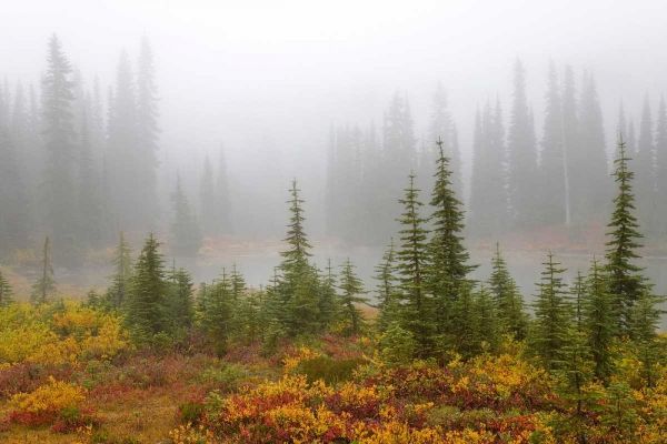 WA, Mount Rainier NP Trees and lake in mist